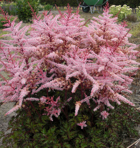 Astilbe - japonica Delft Lace